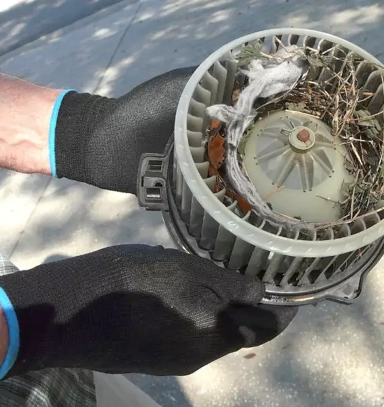 About Air Duct Mice Removal in Tarpon Springs, FL